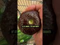 How to Pick the Perfect Avocados at the Store | creative explained