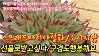 준비수량판매완료/스프레드마리아철화/오리지날    다남다육식물010-3339-2461