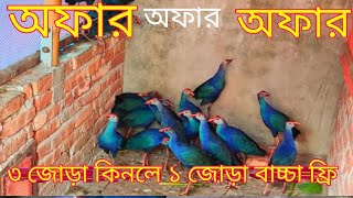 ৩ জোড়া কিনলে ১ জোড়া বাচ্চা ফ্রি 01712327314