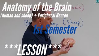 Brain Anatomy and Peripheral Neuron : Lesson, 1st Semester: Human and Sheep Brains + Neurons