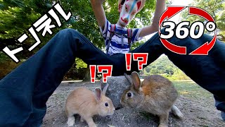 【360度動画】うさぎが足のトンネルをくぐる🐇💨座っておやつをあげてみた😋