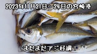 【釣果情報：アジ】尺アジ、カマス、アジの泳がせ釣りでシーバス(ヒラスズキ)