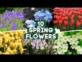 10 Spring Flowers That Will Make Your Garden Stand Out ✨ 🌼 🌸  // PlantDo Home & Garden