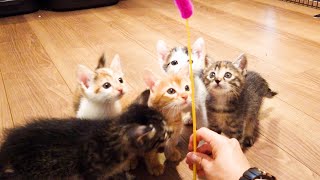 【５匹の子猫】はじめての猫じゃらし♪子猫たちの反応がこちらです♪