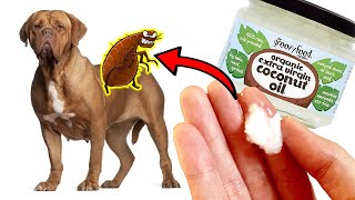 How To Kill Fleas Naturally at Home (With Coconut Oil)