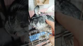 カイカイ好きですね～ チンチラが大好きなこと【i♡chinchillas】