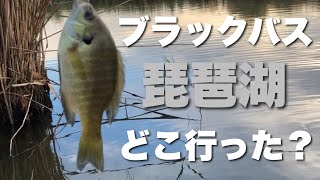 ブラックバスが釣れない人へ