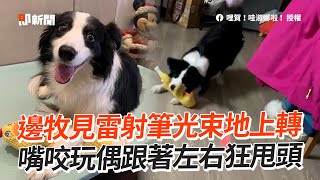 邊境牧羊犬有「貓魂」😸見雷射筆光束瘋狂追逐｜寵物動物｜狗狗｜萌寵