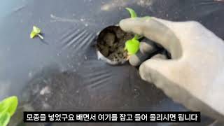 모종이식기 종류별 리뷰(다목적이식기 / 랜드로버 모종이식기) 참깨 모종 아주심기