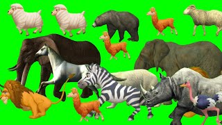 Cartoon animal stampede green screen | Animal stampede and running video | Stampede green screen