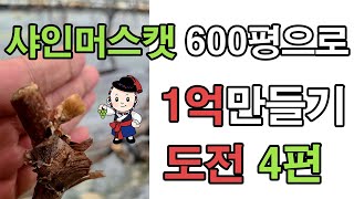 [포도대장]샤인머스켓 600평으로 1억만들기 도전_4편