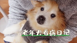 VLOG/老年犬看病紀錄/寵物中醫問診紀錄/慢性腎衰小狗的日常/愛犬離世三年/2021年初