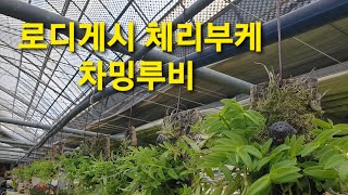 굴피부작 로디게시 체리부케 차밍루비 입니다~