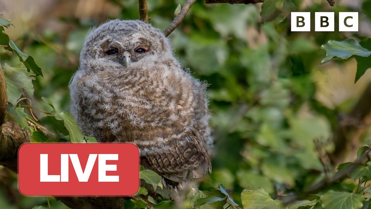 рџ ґ Live Wildlife Cameras рџђћ 2 June рџњє Bbc Springwatch 2023 Youtube