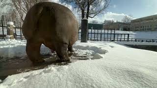 歩くカバ　冬の旭山動物園 / Hippopotamus in Asahiyama Zoo.