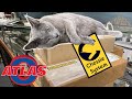 Atlas Unboxing with Help From Chessie Cat!