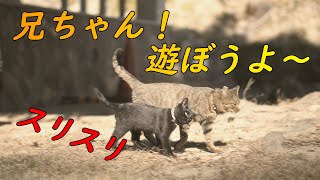 父が見守る中、2人で一緒に歩く兄弟猫の姿が可愛い