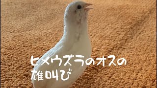 ヒメウズラはこうやって鳴くpart.5 オスの雄叫び　Male quail's roar