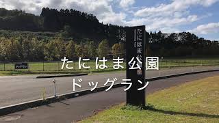 【新潟県】たにはま公園のドッグラン　柴犬さくら大暴走！