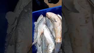 Indian salmon fish / காளை மீன்@UMSF 93611 37561, 8637674869