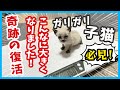 【ガリガリ瀕死からの奇跡】保護した子猫の小さな命が繋がり羽ばたくまで。