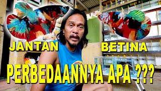 BEDANYA CUPANG JANTAN DAN BETINA