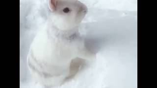 雪の中のうさぎ『ばにら』①