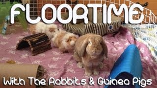 BudgetBunny: Floortime With The Rabbits \u0026 Guinea Pigs