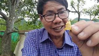 GIỚI THIỆU CHO NGƯỜI MỚI NUÔI ONG,NHẬN BIẾT MŨ CHÚA GIÀ SẮP NỞ VÀ SINH HỌC TỪ TRỨNG ĐẾN TRƯỞNG THÀNH