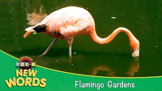Flamingo Gardens | New Words | KidVision Pre-K