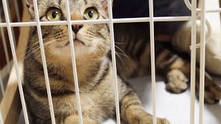 【元野良猫】新入り猫まるくんケージの外で先住猫達とちょっとだけご対面しました🐈🏠