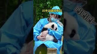 熊猫宝宝打架打输了，怎么哄啊？在线等急！#shorts #panda #熊猫