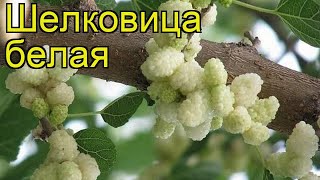 Шелковица белая (Шелковица белая). Краткий обзор, описание характеристик, где купить, саженцы