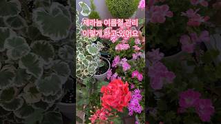 제라늄 여름철관리 이렇게 관리하고 있어요#shorts