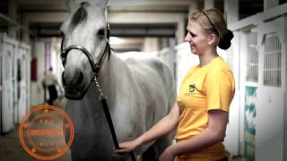 Using a Chain with a Horse Halter