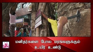 மனிதர்களை போல மரங்களுக்கும் உயிர் உண்டு