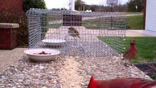 B. Biddle Sparrow Trap.wmv