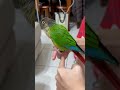 走樓梯！ 小太陽鸚鵡 pet parrot conure bird