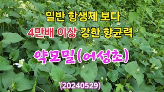 #일반 항생제보다 40,000배 이상 강한 항균력의 #약모밀 (어성초) 20240529