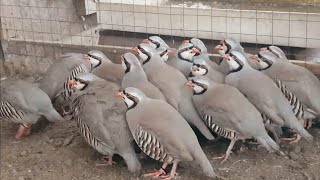 20 Кабкои нав аз Эрон омад тамошо кунен Кабк Keklik که و Partridge Chukar