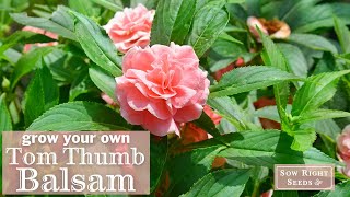 Sow Right Seeds | Tom Thumb Mix Balsam