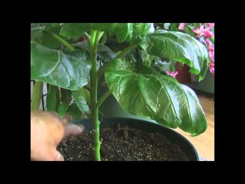 BOOST plant growth! BOOST plant growth!