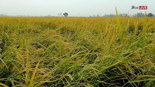 শিলা বৃষ্টিতে ৪০০ হেক্টর জমির ফসল নষ্ট