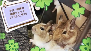 【デグー】日々の簡単健康チェック✾【degu】