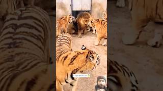 5 Tiger and A Lion 😱 #tiger #animals #bigcat #animallover #lion #lionking #animalzone