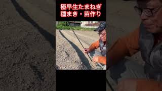 極早生たまねぎの種まき　苗床作り #家庭菜園 #農ある暮らし