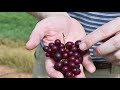 necp muscadine grape research