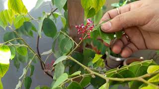 How to get more flowers (star fruit)