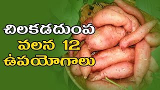 చిలకడదుంప వలన  ఉపయోగాలు..|| Top 12 Health Benefits of Sweet Potato - Health Facts Telugu