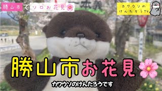 恐竜の町　勝山市でカワウソとお花見をしましょう♪